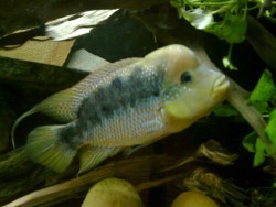 Cichlasoma istlanum