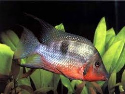 Cichlasoma meeki