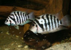 Cichlasoma nigrofasciatum