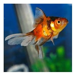 Carasius auratus Calico