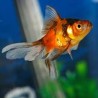 Carasius auratus Calico