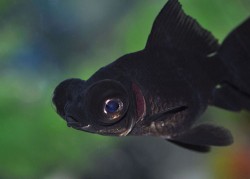 Carasius auratus black telescop