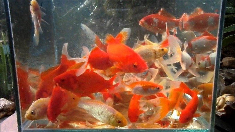 Carasius auratus mix