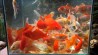 Carasius auratus mix