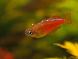  	Pseudomugil paskai