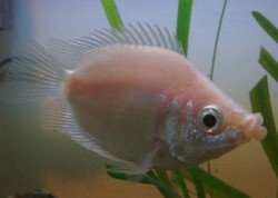 Helostoma temincki