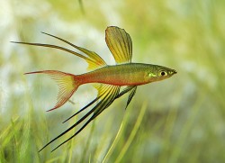 Iriahterina werneri