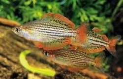 Melanotaenia macullochi