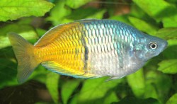 Melanotaenia bosemani