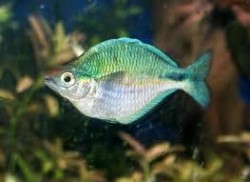 Melanotaenia lacustris