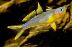 Popondetta furcata