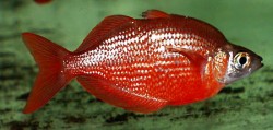 Glossolepis inscicus