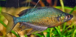 Glossolepis wanamensis