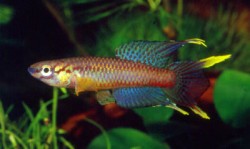 Aphyosemion bivittatum