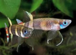 Epiplatys anulatus