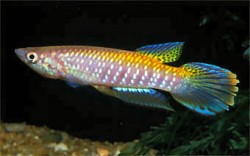 Epiplatys guenensis