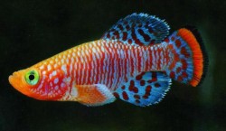 Nothobranchius rachovii