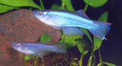 Procatopus aberrans