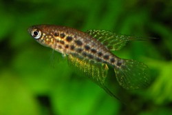 Cynolebias constanciae