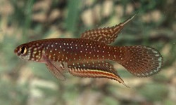 Cynolebias sp.whitei