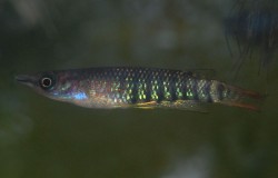 Aplocheilus lineatus