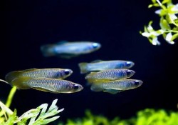 Aplocheilichsthys normani