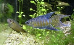 Macropodus opercularis blue