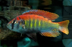Astatotilapia red fin Uganda