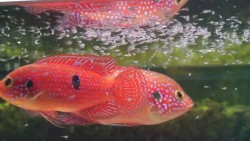 Hemichromis lifalili