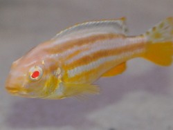 Melanochromis auratus albin