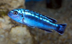 Melanochromis johanni