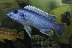 Melanochromis northerm blue