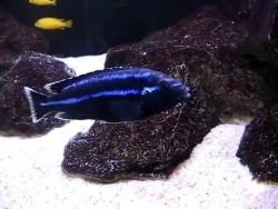 Melanochromis parallelus