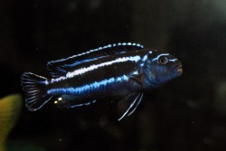 Melanochromis sp.maigano
