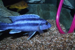 Melanochromis sp.norton blue