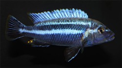 Melanochromis vermivorus