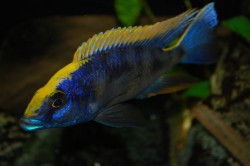 Otopharyxn lithobates yellow top