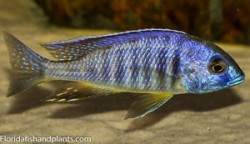 Placidochromis electra