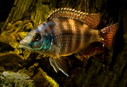 Placidochromis milomo