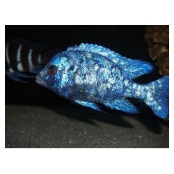 Placidochromis phenochilus lupingu
