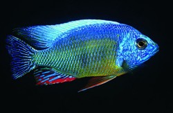 Protomelas fenestratus taiwan reef