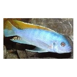Pseudotropheus greschakei