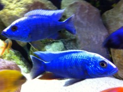 Sciaenochromis fryeri iceberg