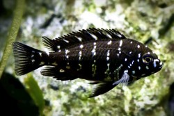 Tropheus duboisi maswa
