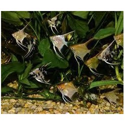Pterophyllum scalare mini mix