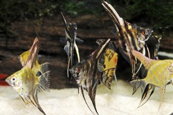 Pterophyllum scalare mix