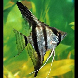 Pterophyllum scalare amazon