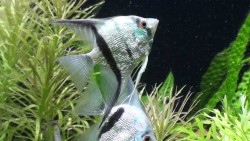 Pterophyllum scalare amazon diamant