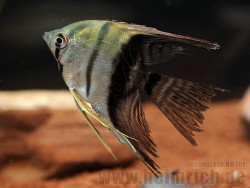 Pterophyllum scalare bicolor long fin