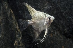 Pterophyllum scalare california